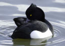 06 déc 2004 - Le Fuligule morillon, Deux individus sur l'étang du Coq, en Janvier 2004